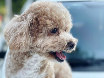 Close-up of a dog looking away