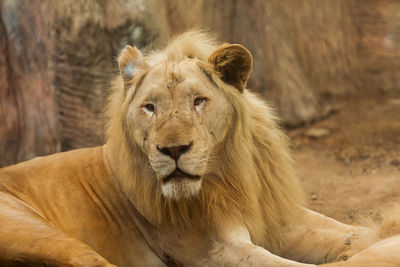 Portrait of a lion