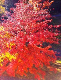 Red leaves on tree