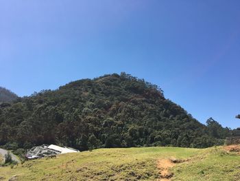 Low angle view of trees against clear blue sky