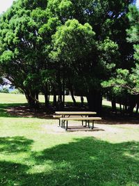 Trees in park