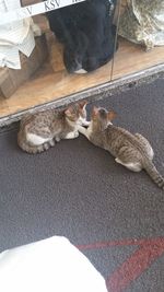 High angle view of cat