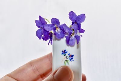 Close-up of hand holding purple flower