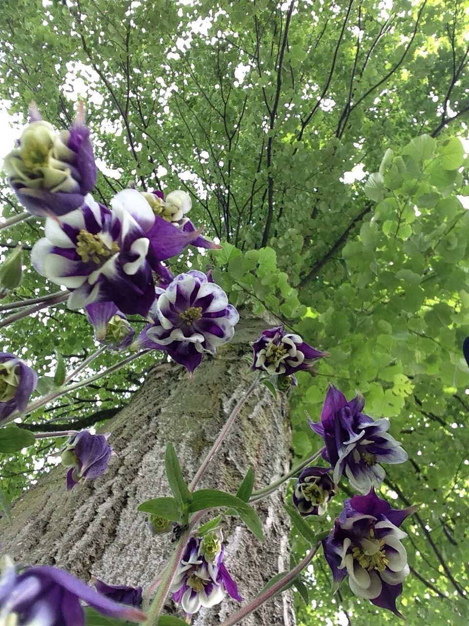 flower, growth, freshness, tree, beauty in nature, nature, leaf, purple, branch, plant, green color, fragility, blooming, blossom, tranquility, in bloom, petal, day, outdoors, sunlight