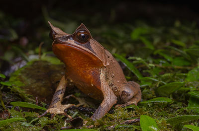 Close-up of a frog on field