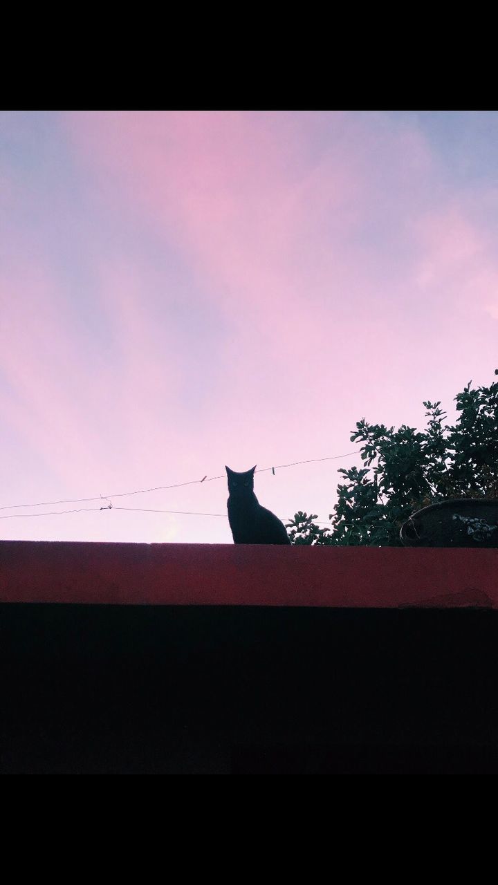 LOW ANGLE VIEW OF A SILHOUETTE CAT