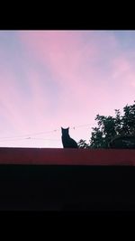 Low angle view of silhouette cat on wall