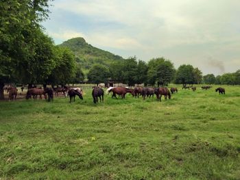 Horses grazing in a field