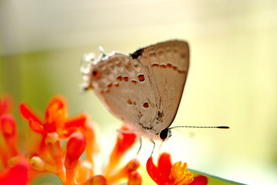 Close-up of butterfly pollinating on flower