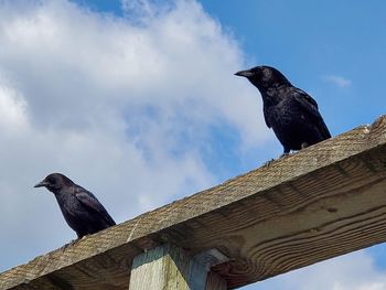 Low angle view of bird perching on wood against sky