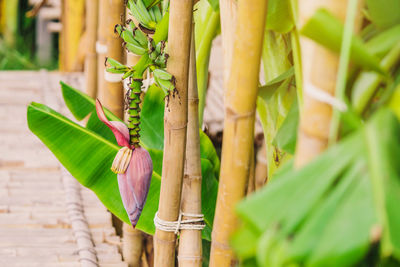 Close-up of plant growing outdoors