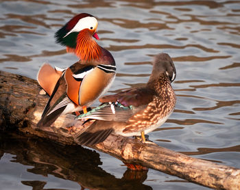 View of duck swimming in lake