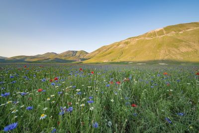 Flowers growing in field in front of mountains against clear blue sky