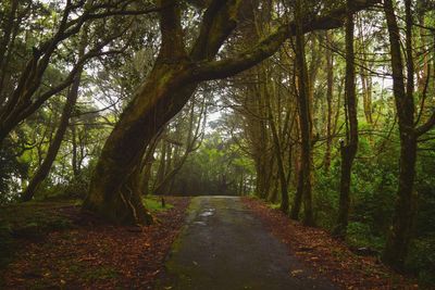 Empty road along trees in forest