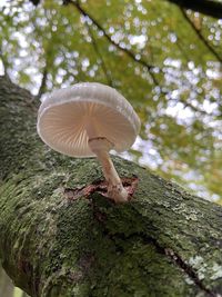 Close-up of mushroom growing on tree trunk