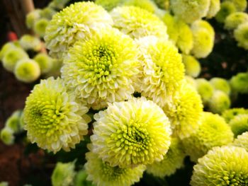 Close-up of yellow flowers blooming outdoors