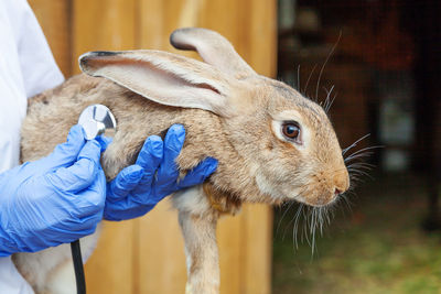 Veterinarian woman with stethoscope holding and examining rabbit on ranch 