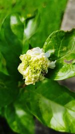 Close-up of white flowering plant