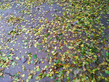 High angle view of maple leaves on road