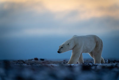 Polar bear crosses tundra under cloudy sky