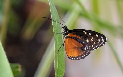 Butterfly on leaf