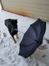 Portrait of dog holding umbrella on snow covered field