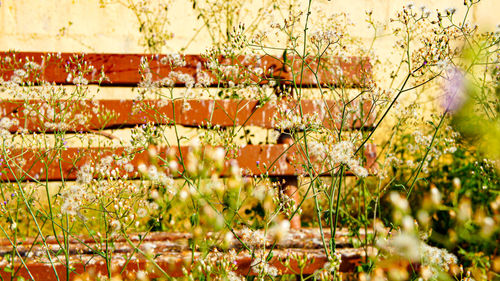 Full frame shot of flowering plants on land