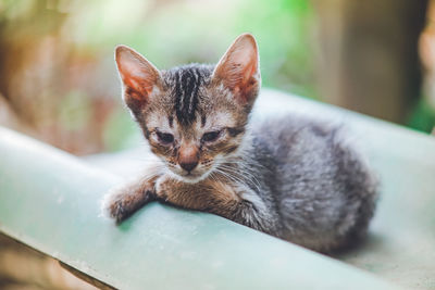 Close-up of a cat