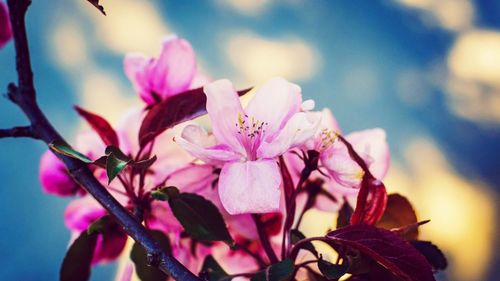 Close-up of pink flowers blooming against sky