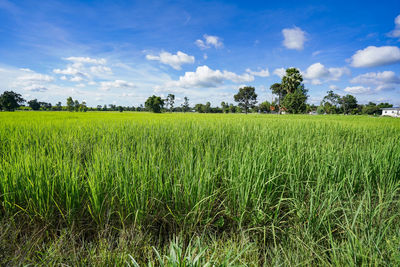 Scenic view of agricultural field against sky