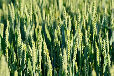 Close-up of stalks in field