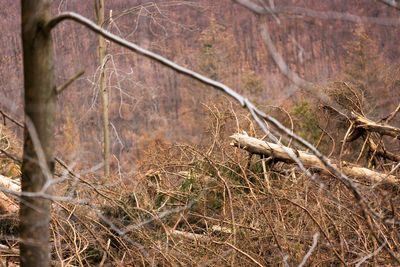 Close-up of dried plant on field