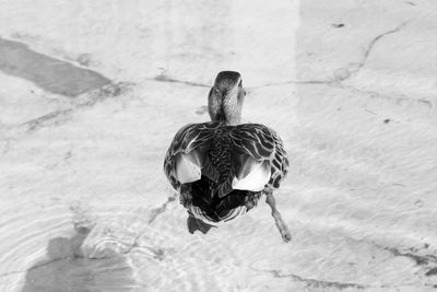 Bird swimming in water