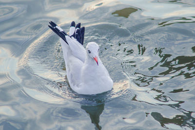 High angle view of swans swimming in lake