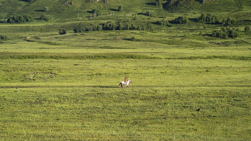 Scenic view of field