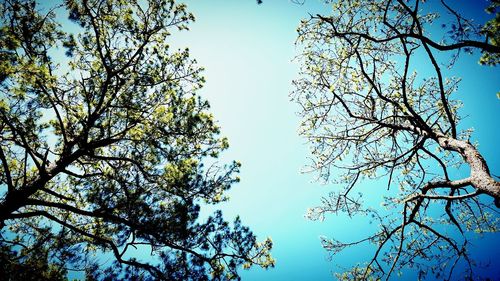 Low angle view of trees against clear blue sky