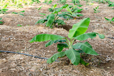 High angle view of plant growing on field