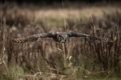 A trained great horned owl in flight, bubo virginianus