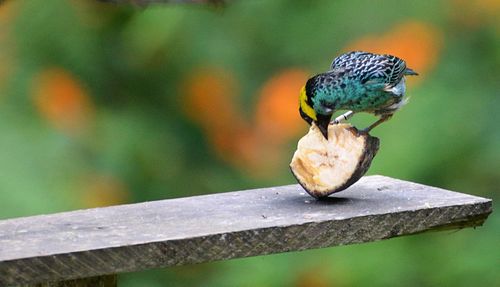 Close-up of bird perching on wood