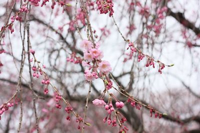 Close-up of cherry blossom tree