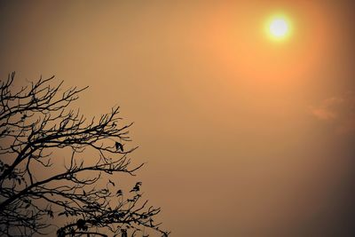 Low angle view of trees at sunset