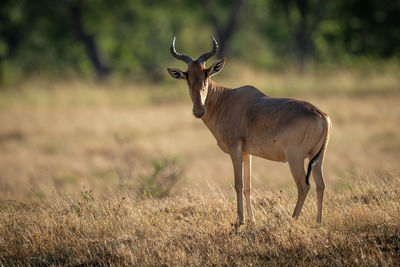 Male hartebeest stands looking round towards camer