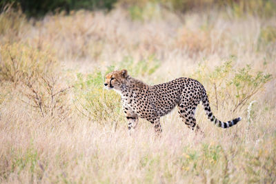 Full length of a cat on field