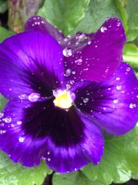 Close-up of purple flowers blooming in pond