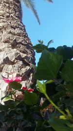 Low angle view of butterfly on plant against blue sky