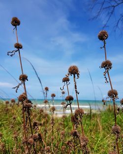 Close-up of plants growing on field against sky