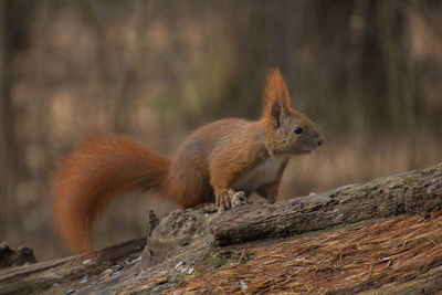 Close-up of squirrel on tree trunk