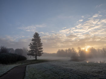 Early morning mist 