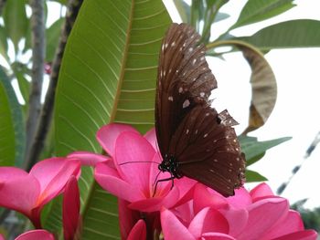 Close-up of butterfly on pink flower