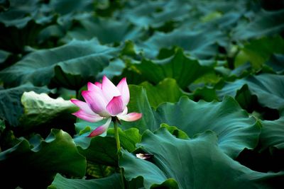 Close-up of pink water lily